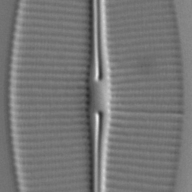 Craticula ambigua LM6