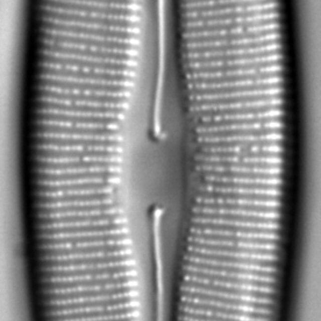 Craticula johnstoniae LM3