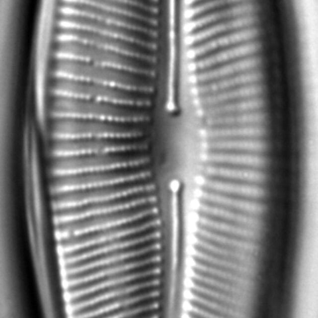 Craticula johnstoniae LM5