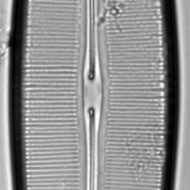 Craticula pampeana LM4