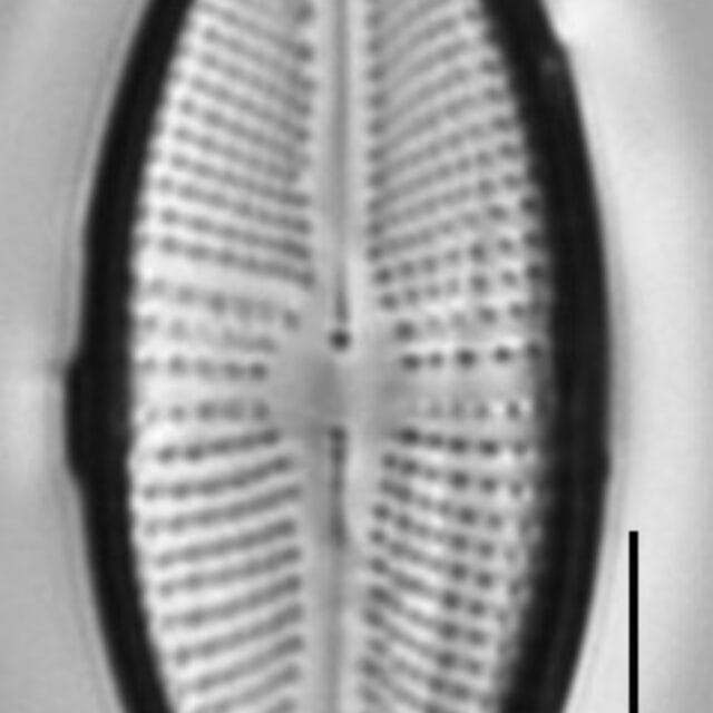 Cosmioneis reimeri LM3