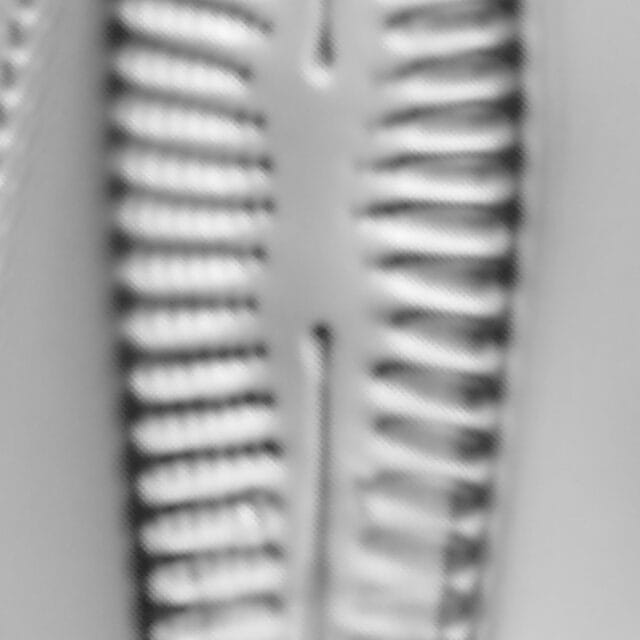 Cropped 11 Ii 21  Ewt 03