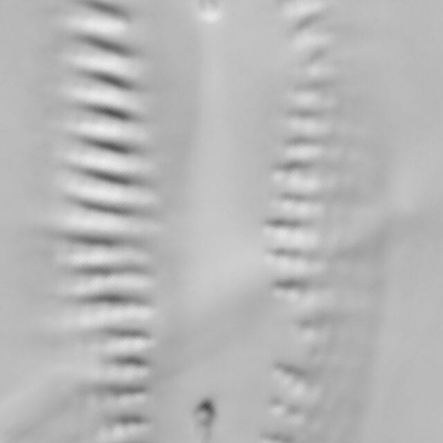 Cropped 11 Ii 21  Ewt 11