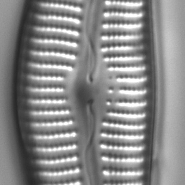 Cymbella Cymbiformis 439301 4