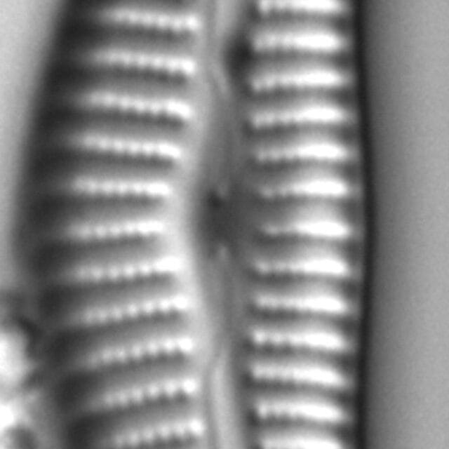 Cymbella hantzschiana LM1