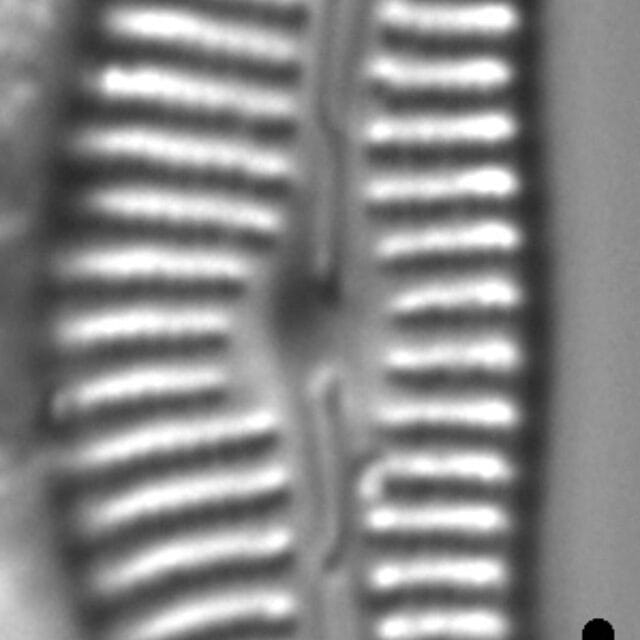 Cymbella hantzschiana LM4