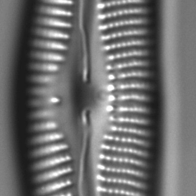 Cymbella Lange Bertalotii1