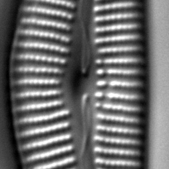 Cymbella Lange Bertalotii6