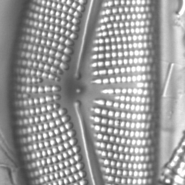 Cymbella Mexicana Kamtschatica3