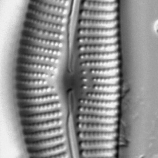 Cymbella Neocistula  L 4 33 2