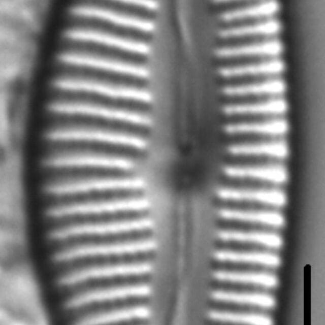 Cymbella Sp 349101 4