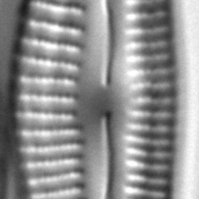 Cymbella stigmaphora LM5