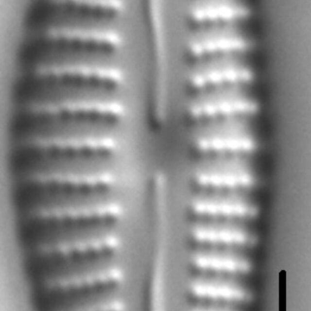 Cymbella Subleptoceros5