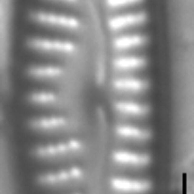 Cymbella cosleyi LM2