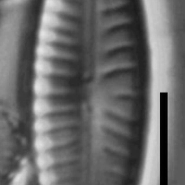 Cymbellafalsa diluviana MARL105800 4