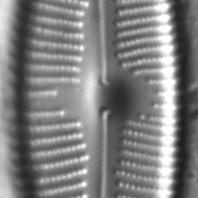 Cymbopleura anglica LM2