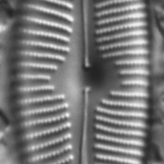 Cymbopleura anglica LM6