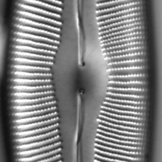 Cymbopleura heinii LM5