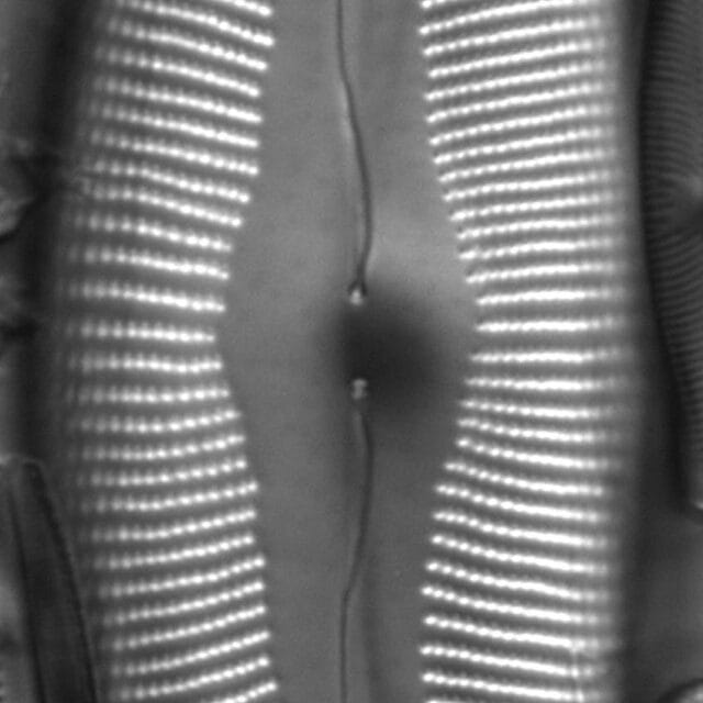 Cymbopleura heinii LM7