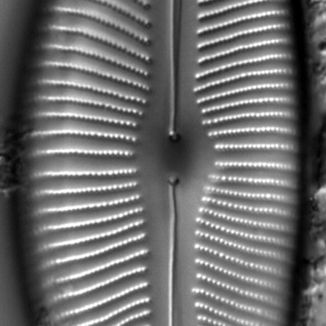 Cymbopleura inaequalis LM2