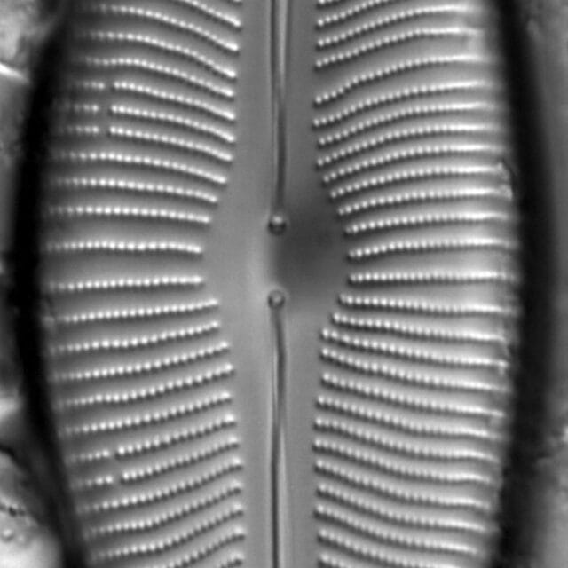 Cymbopleura inaequalis LM4