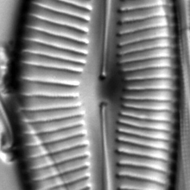 Cymbopleura lata LM4