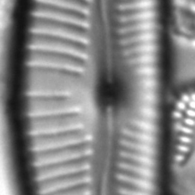 Cymbopleura naviculiformis LM5