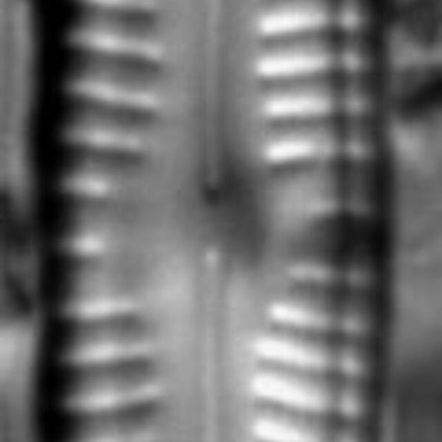 Cymbopleura oblongata LM3