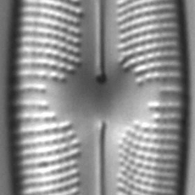 Cymbopleura Laszlorum Mdc 689301 3