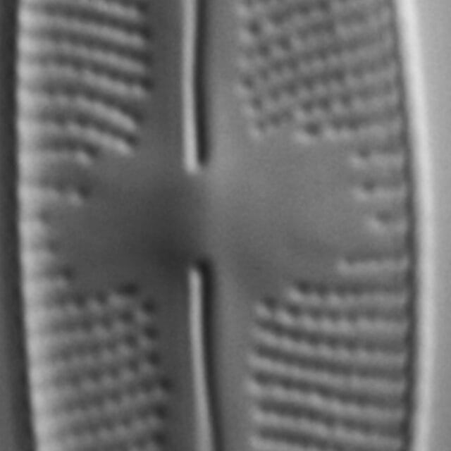 Cymbopleura stauroneiformis LM5