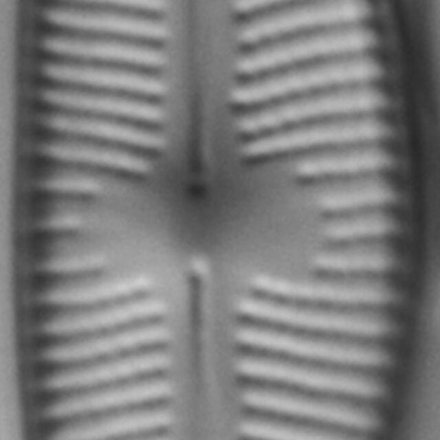 Cymbopleura stauroneiformis LM7