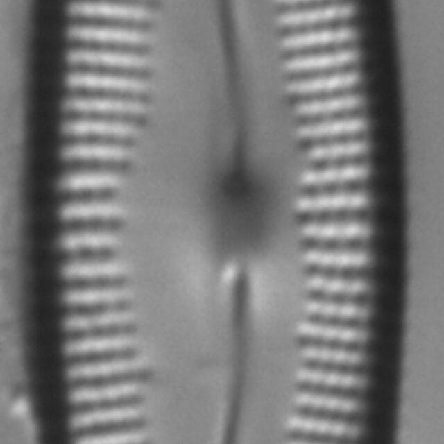 Cymbopleura florentina LM2