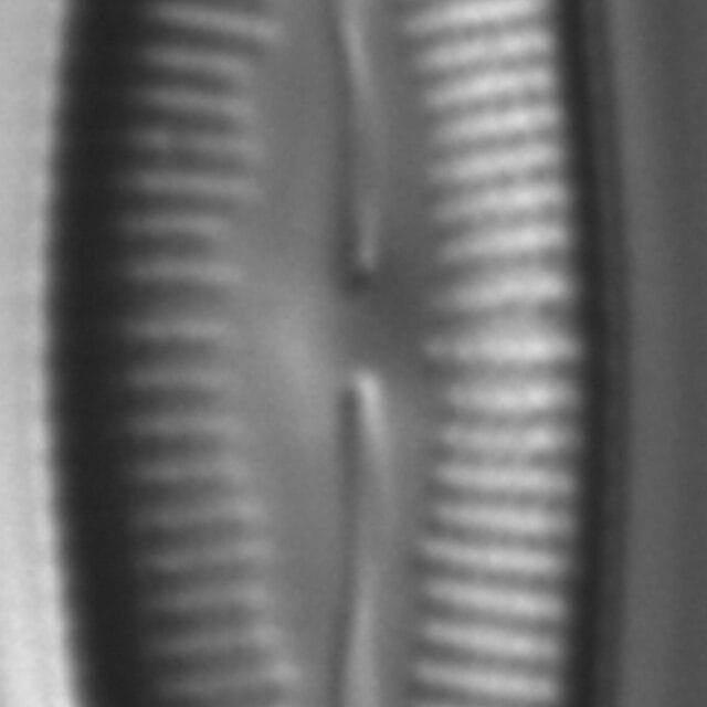 Cymbopleura Florentina 6