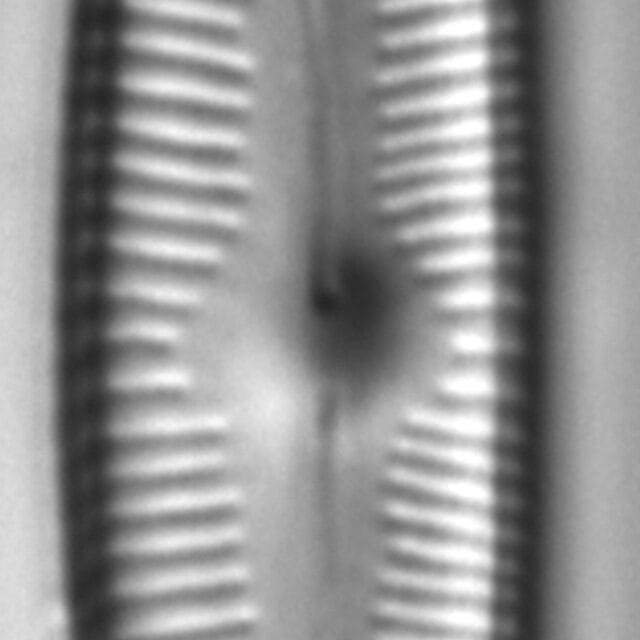 Cymbopleura linearis LM3