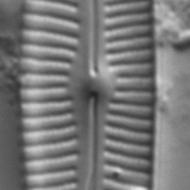 Cymbopleura linearis LM5