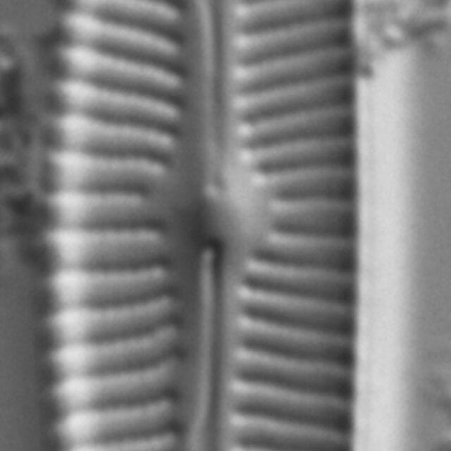 Cymbopleura linearis LM6