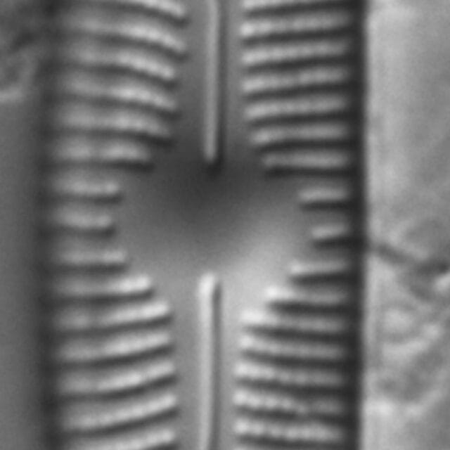 Cymbopleura linearis LM7