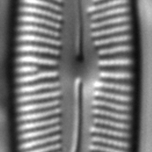 Cymbopleura Incertiformis 0 5