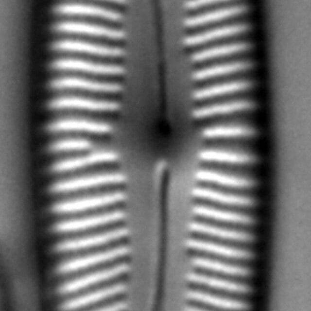 Cymbopleura Incertiformis 3