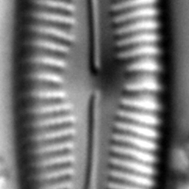 Cymbopleura Incertiformis 4