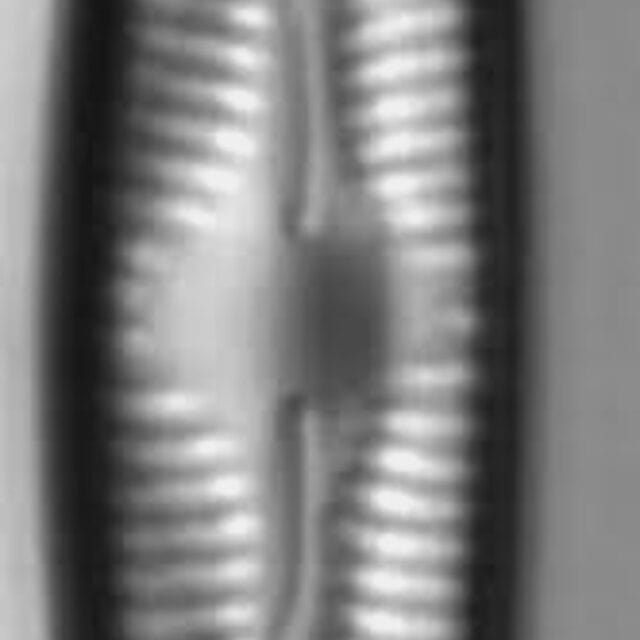 Cymbopleura linearis LM1