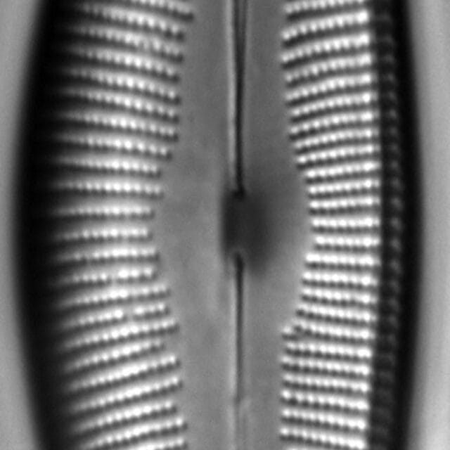 Cymbopleura Perprocera 1