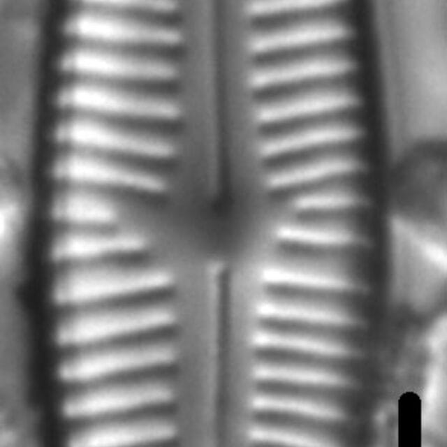 Cymbopleura Similiformis 4