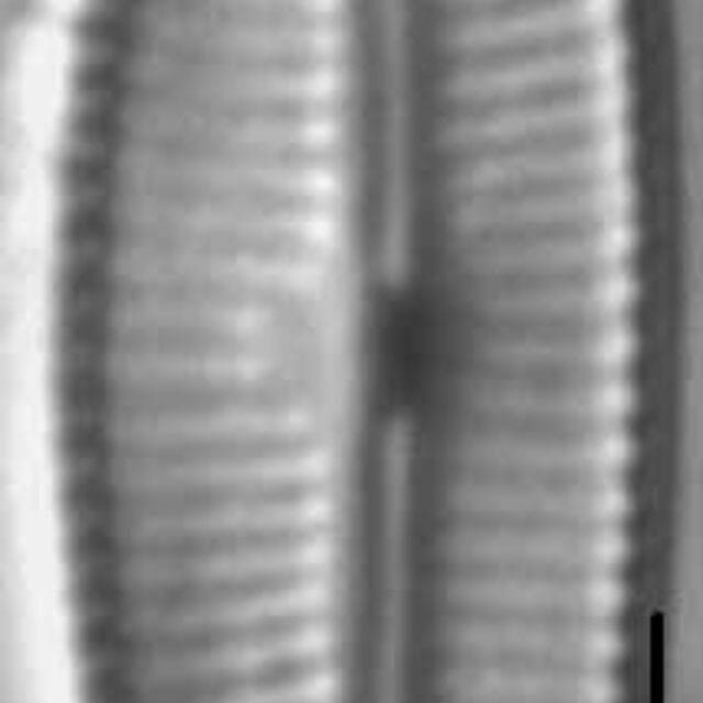 Cymbopleura lapponica LM5