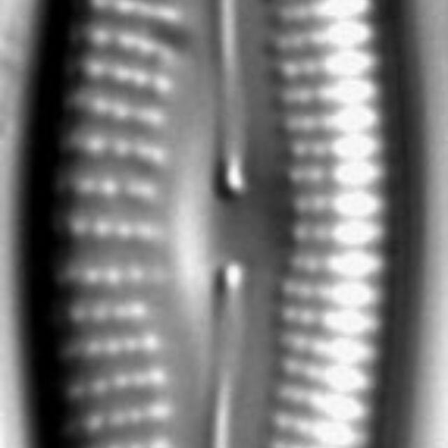 Cymborupicola 453001