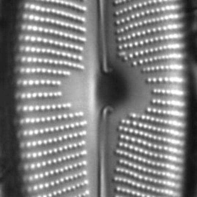 Cymbopleura subcuspidata LM5