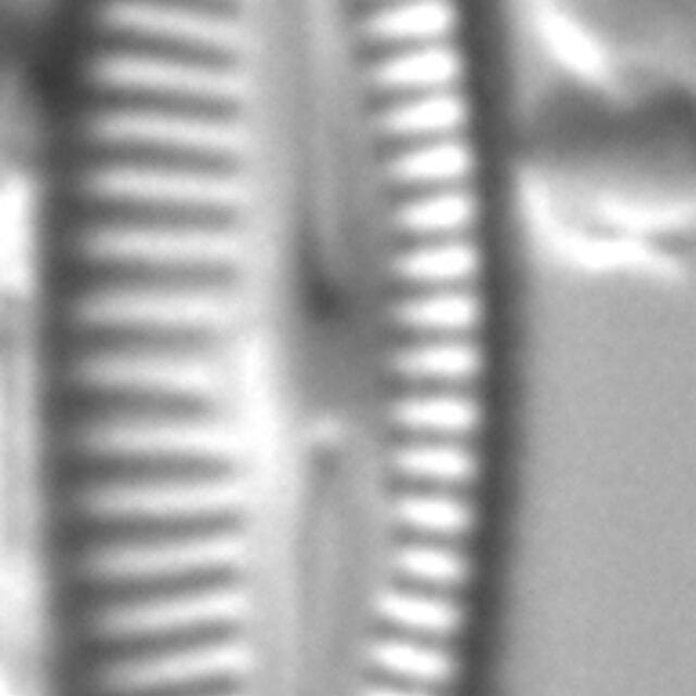 Delicata canadensis LM2