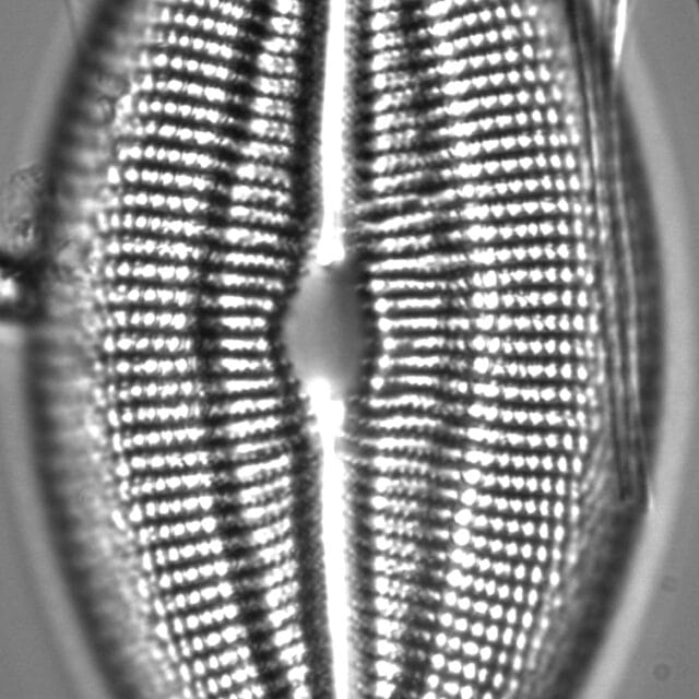 Diploneis finnica LM3