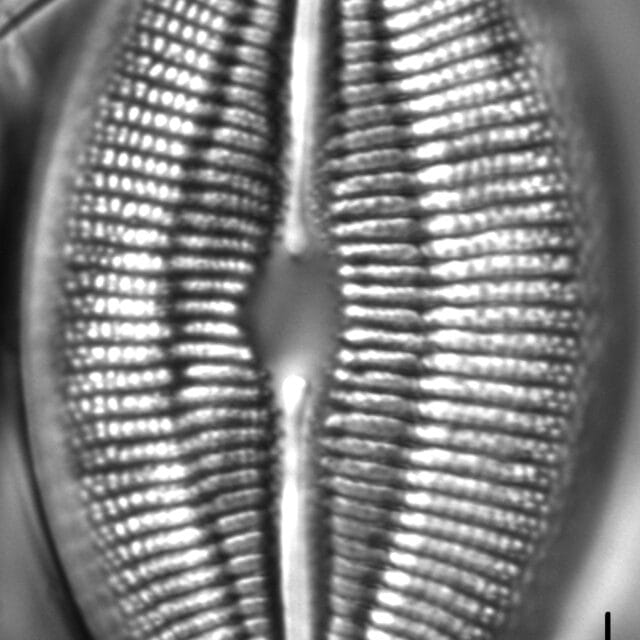 Diploneis finnica LM5