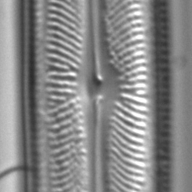 Neidiopsis weilandii LM4